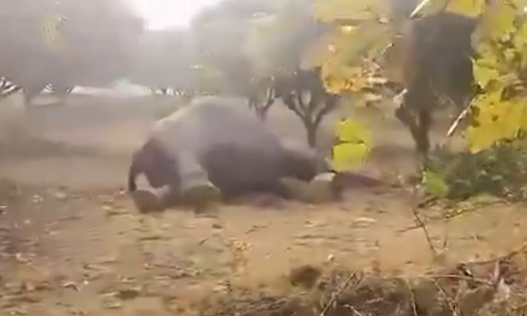 విద్యుత్ షాక్‌తో రెండు ఏనుగుల మృతి: తిరుపతి జిల్లాలో విషాదం