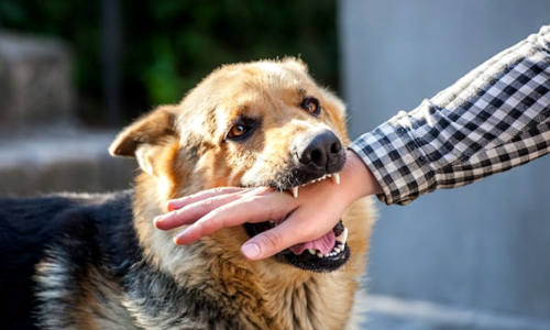 రేబిస్ సోకిన వ్యక్తి ప్రవర్తన ఎందుకు మారుతుంది?