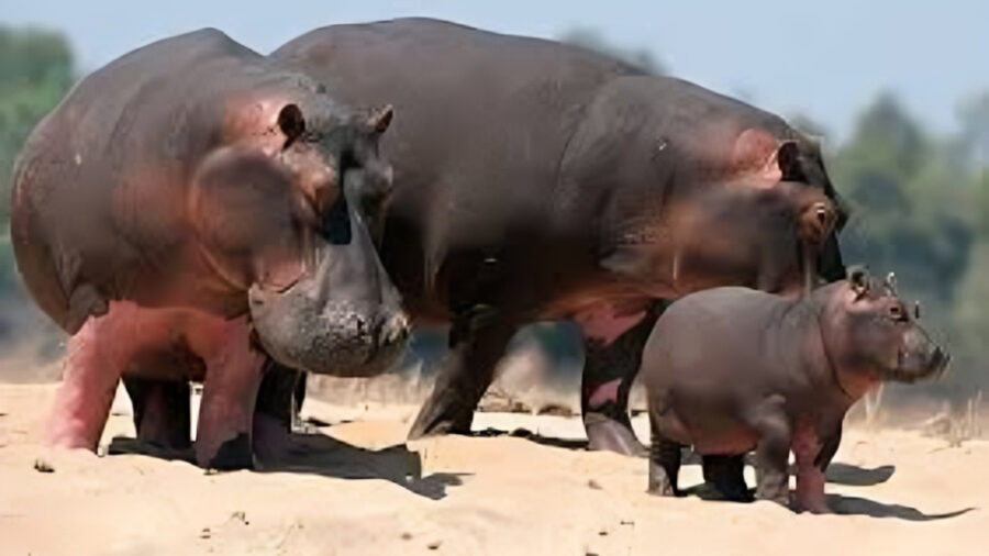 కొలంబియా హిప్పోల రక్షణకు అనంత్ అంబానీ ముందడుగు